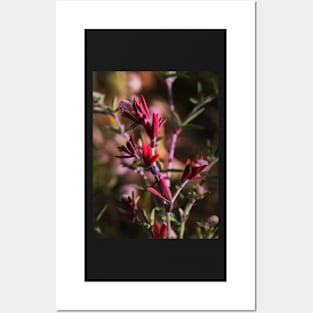 hare's foot trefoil, red leaves Posters and Art